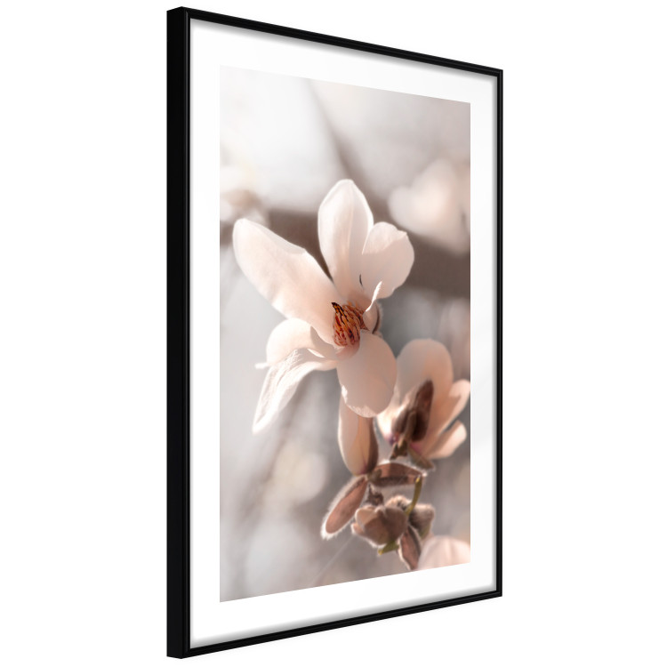 Poster Spring Light - light pink flower on spring composition background 127830 additionalImage 2