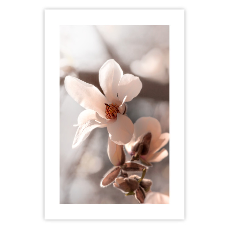 Poster Spring Light - light pink flower on spring composition background 127830 additionalImage 21