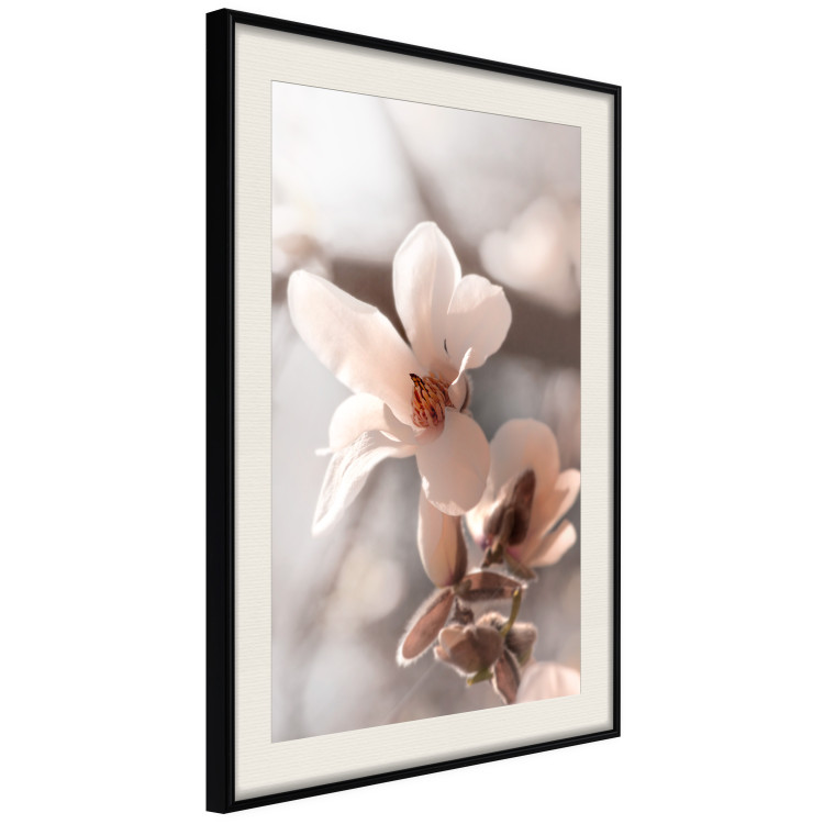 Poster Spring Light - light pink flower on spring composition background 127830 additionalImage 3