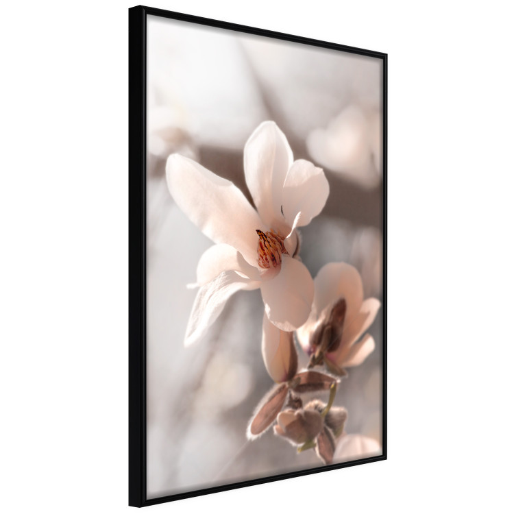 Poster Spring Light - light pink flower on spring composition background 127830 additionalImage 11