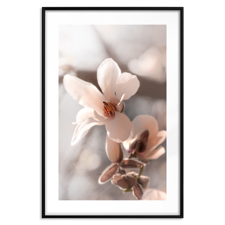 Poster Spring Light - light pink flower on spring composition background 127830 additionalImage 18