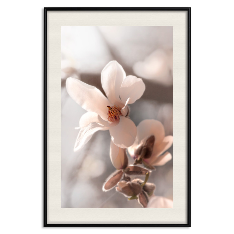 Poster Spring Light - light pink flower on spring composition background 127830 additionalImage 19