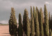 Canvas Tuscan forest - photo with a landscape of Tuscany and cypresses 135830 additionalThumb 4