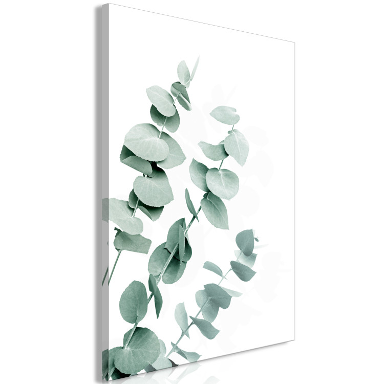 Canvas Art Print Eucalyptus Leaves - Sprigs of a Green Plant on a White Background 146130 additionalImage 2
