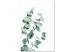 Canvas Art Print Eucalyptus Leaves - Sprigs of a Green Plant on a White Background 146130