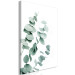 Canvas Art Print Eucalyptus Leaves - Sprigs of a Green Plant on a White Background 146130 additionalThumb 2