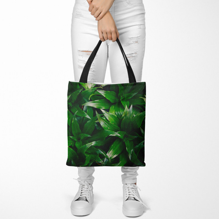 Shopping Bag Dracaena oasis - a plant composition with rich detailing 148530 additionalImage 2