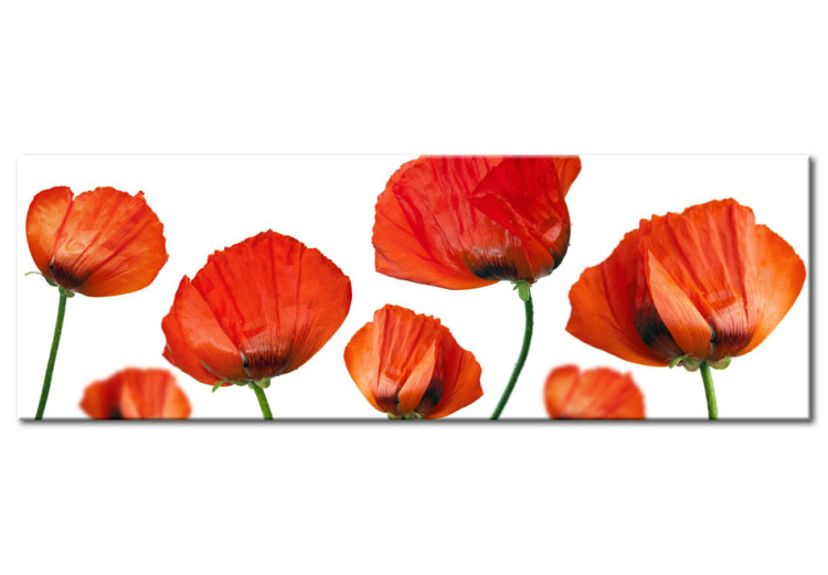 Canvas Print Poppies on a white background 58730