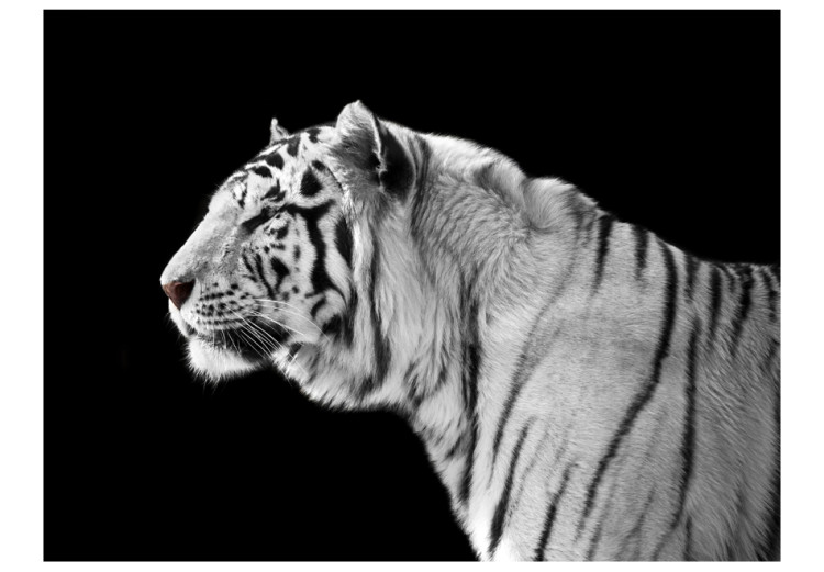 Photo Wallpaper White tiger 61330
