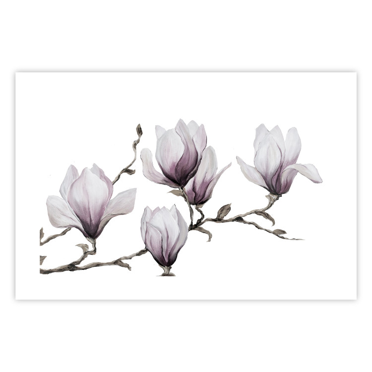 Poster Painted Magnolias - composition of plants with white flowers on a light background 128640 additionalImage 25