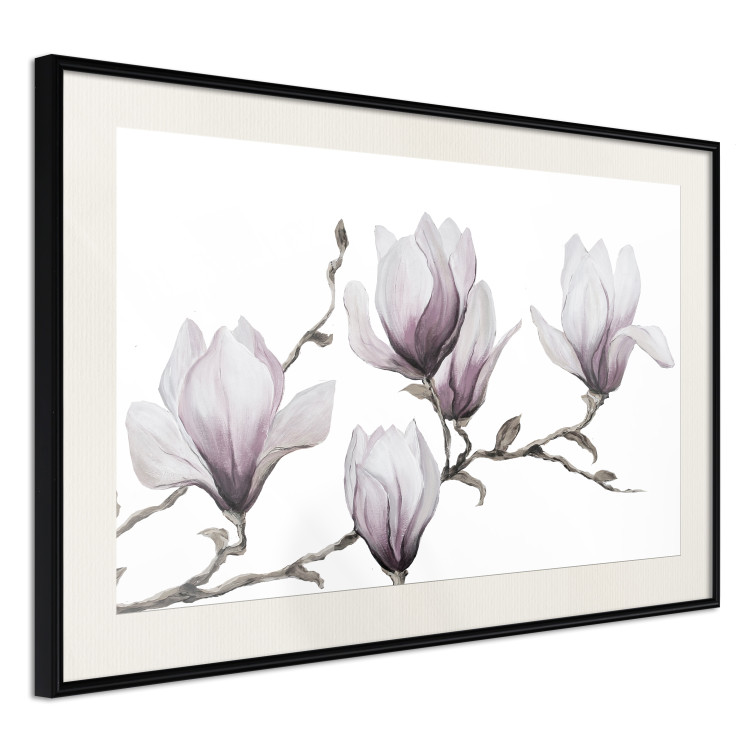 Poster Painted Magnolias - composition of plants with white flowers on a light background 128640 additionalImage 3