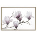 Poster Painted Magnolias - composition of plants with white flowers on a light background 128640 additionalThumb 16