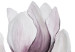 Poster Painted Magnolias - composition of plants with white flowers on a light background 128640 additionalThumb 9