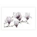 Poster Painted Magnolias - composition of plants with white flowers on a light background 128640 additionalThumb 25