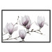 Poster Painted Magnolias - composition of plants with white flowers on a light background 128640 additionalThumb 24
