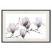 Poster Painted Magnolias - composition of plants with white flowers on a light background 128640 additionalThumb 18