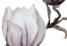Poster Painted Magnolias - composition of plants with white flowers on a light background 128640 additionalThumb 8