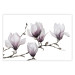 Poster Painted Magnolias - composition of plants with white flowers on a light background 128640