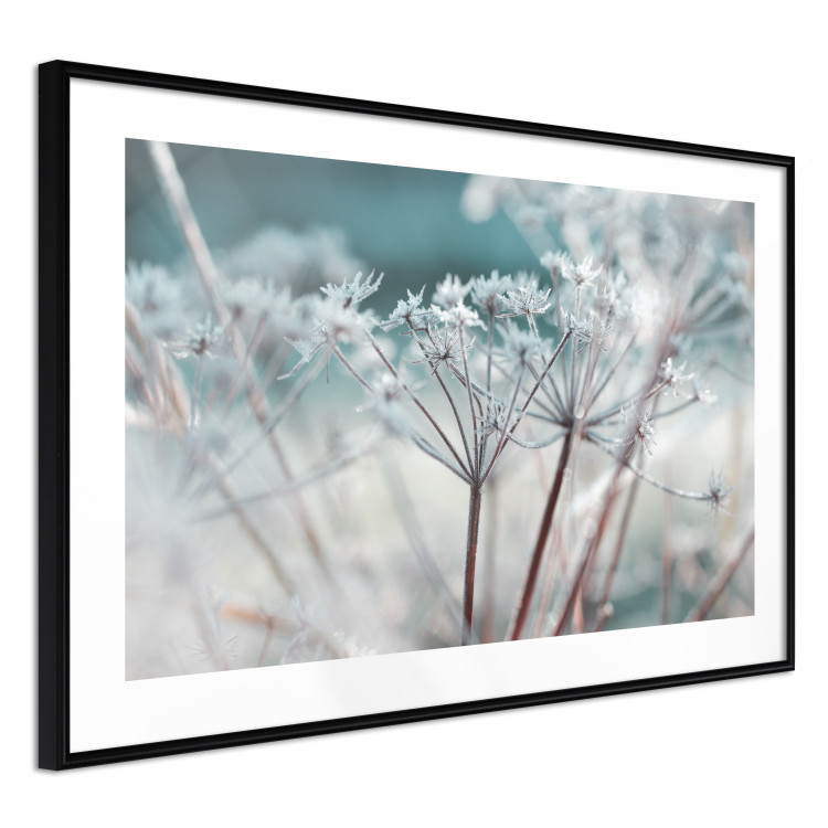 Poster Autumn Hoarfrost - winter landscape of frosted plants on a light background 129840 additionalImage 8