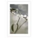 Wall Poster Purity of Mist - composition of a plant with white flowers on a nature background 130740 additionalThumb 25