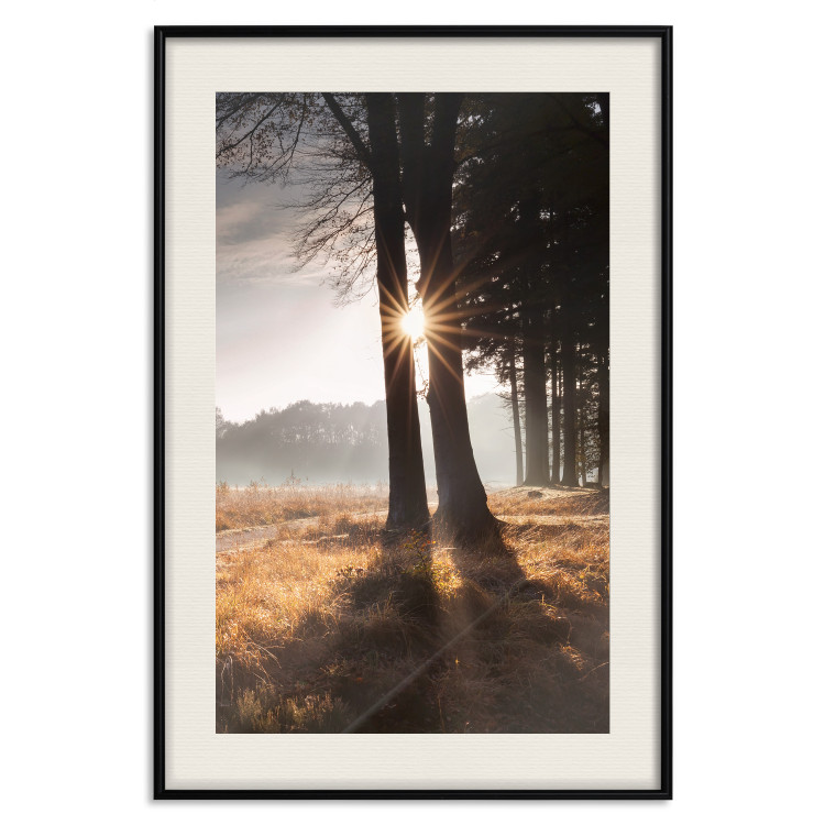 Poster We Are a Gleam - landscape of trees and sun against a forest in mist 138040 additionalImage 27