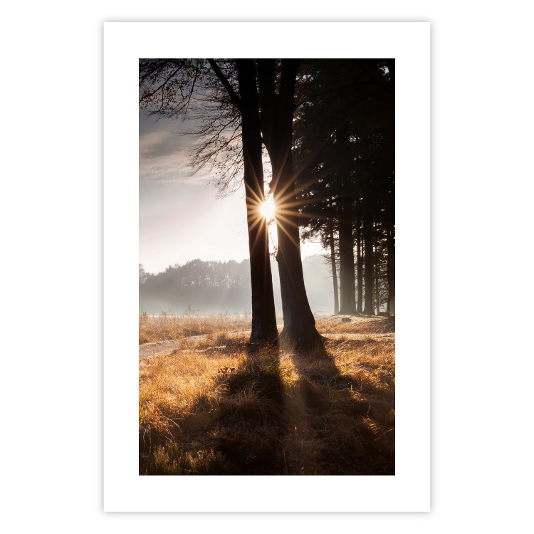 Poster We Are a Gleam - landscape of trees and sun against a forest in mist 138040 additionalImage 13