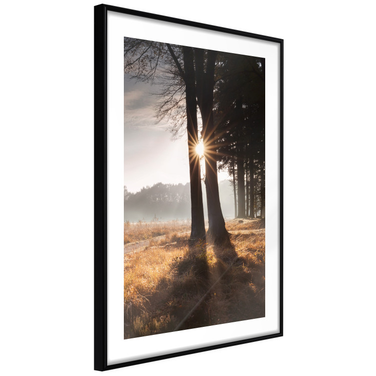 Poster We Are a Gleam - landscape of trees and sun against a forest in mist 138040 additionalImage 3