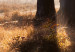 Poster We Are a Gleam - landscape of trees and sun against a forest in mist 138040 additionalThumb 8