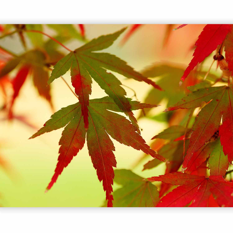 Photo Wallpaper Colorful Leaves - Macro Shot of Tree Leaves at Sunset in Autumn 60440 additionalImage 5