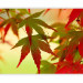 Photo Wallpaper Colorful Leaves - Macro Shot of Tree Leaves at Sunset in Autumn 60440 additionalThumb 5