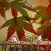 Photo Wallpaper Colorful Leaves - Macro Shot of Tree Leaves at Sunset in Autumn 60440 additionalThumb 6