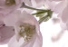 Canvas Art Print Cherry Blossoms (1 Part) Vertical 125850 additionalThumb 4
