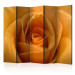 Room Divider Yellow Rose - Symbol of Friendship II - composition of a yellow-colored plant 134050