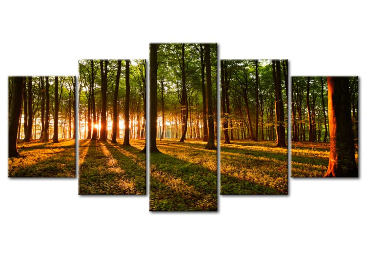 Canvas Print Sunset in the forest 50050
