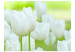 Photo Wallpaper Field of white tulipes 60350 additionalThumb 1