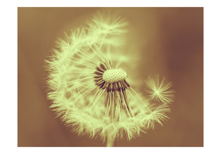 Wall Mural Dandelion (Sepia) - Close-up of Dandelion Flowers on a Solid Background 60650 additionalImage 1