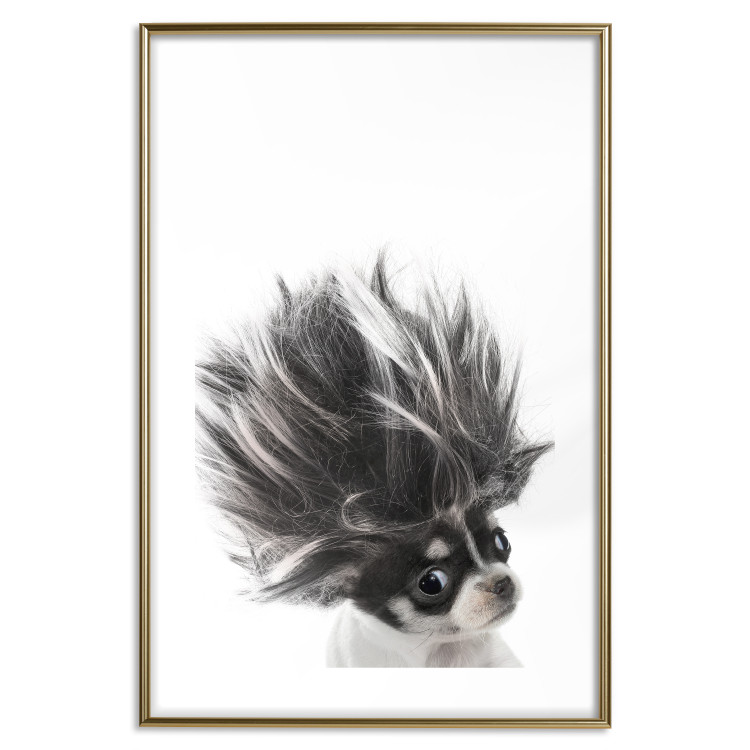Poster Chihuahua - funny small dog with a fluffy mane on white background 114960 additionalImage 14