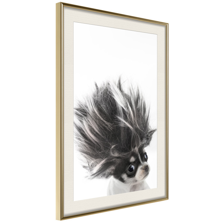 Poster Chihuahua - funny small dog with a fluffy mane on white background 114960 additionalImage 2