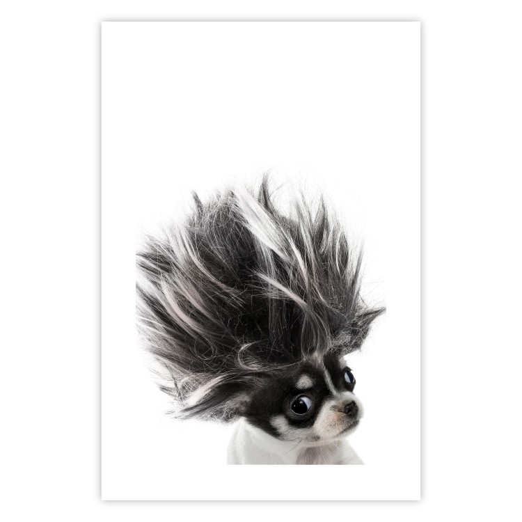 Poster Chihuahua - funny small dog with a fluffy mane on white background 114960 additionalImage 25