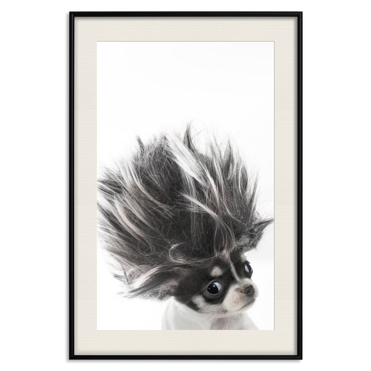 Poster Chihuahua - funny small dog with a fluffy mane on white background 114960 additionalImage 18