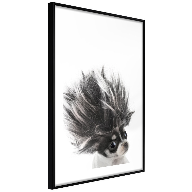 Poster Chihuahua - funny small dog with a fluffy mane on white background 114960 additionalImage 11