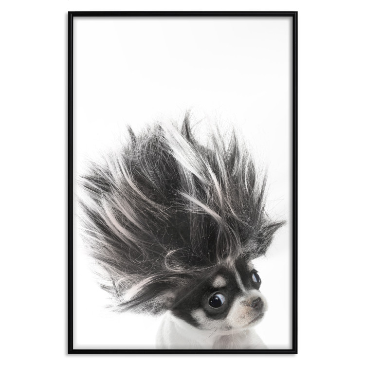 Poster Chihuahua - funny small dog with a fluffy mane on white background 114960 additionalImage 24