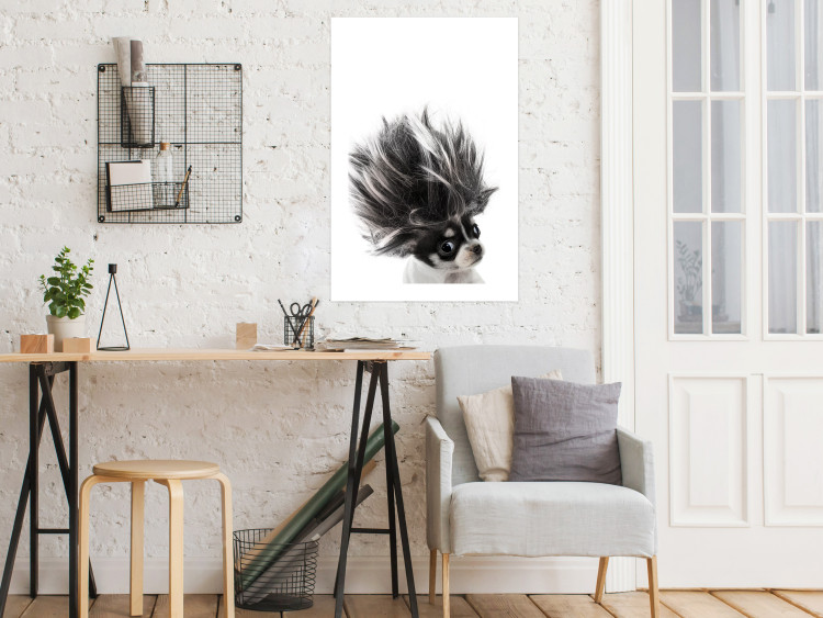 Poster Chihuahua - funny small dog with a fluffy mane on white background 114960 additionalImage 2