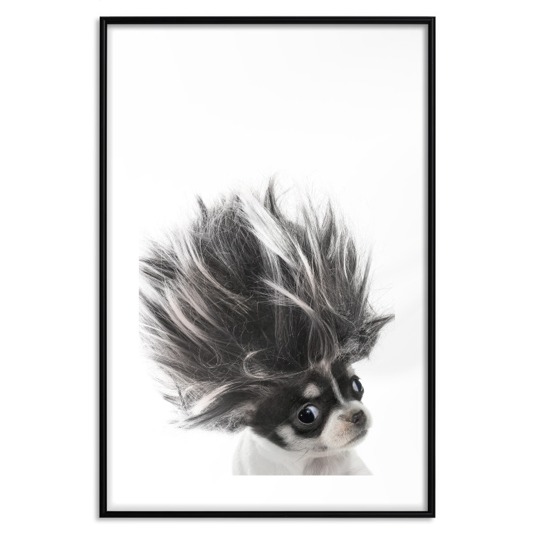 Poster Chihuahua - funny small dog with a fluffy mane on white background 114960 additionalImage 17