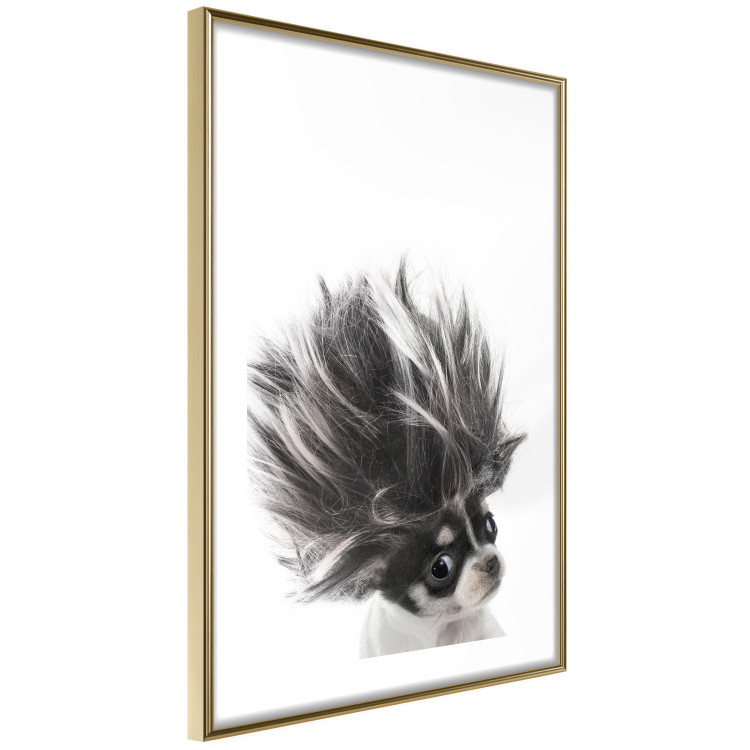 Poster Chihuahua - funny small dog with a fluffy mane on white background 114960 additionalImage 8