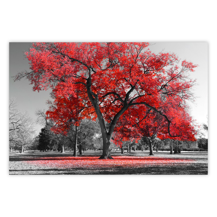 Poster Autumn in the Park (Red) - gray tree landscape with red leaves 122760