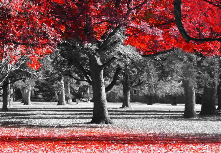 Poster Autumn in the Park (Red) - gray tree landscape with red leaves 122760 additionalImage 10
