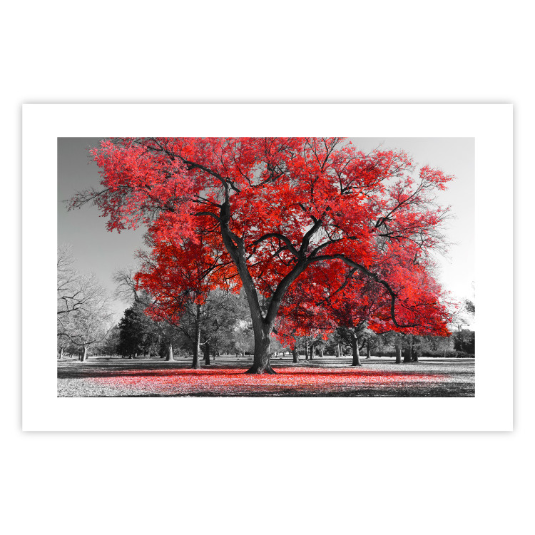 Poster Autumn in the Park (Red) - gray tree landscape with red leaves 122760 additionalImage 25