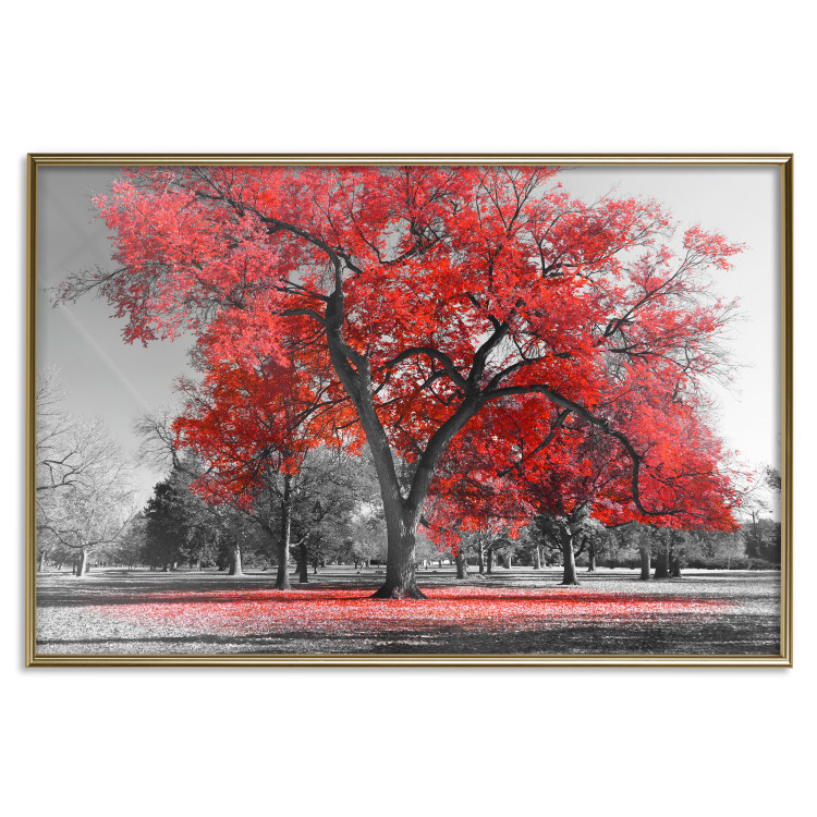 Poster Autumn in the Park (Red) - gray tree landscape with red leaves 122760 additionalImage 20
