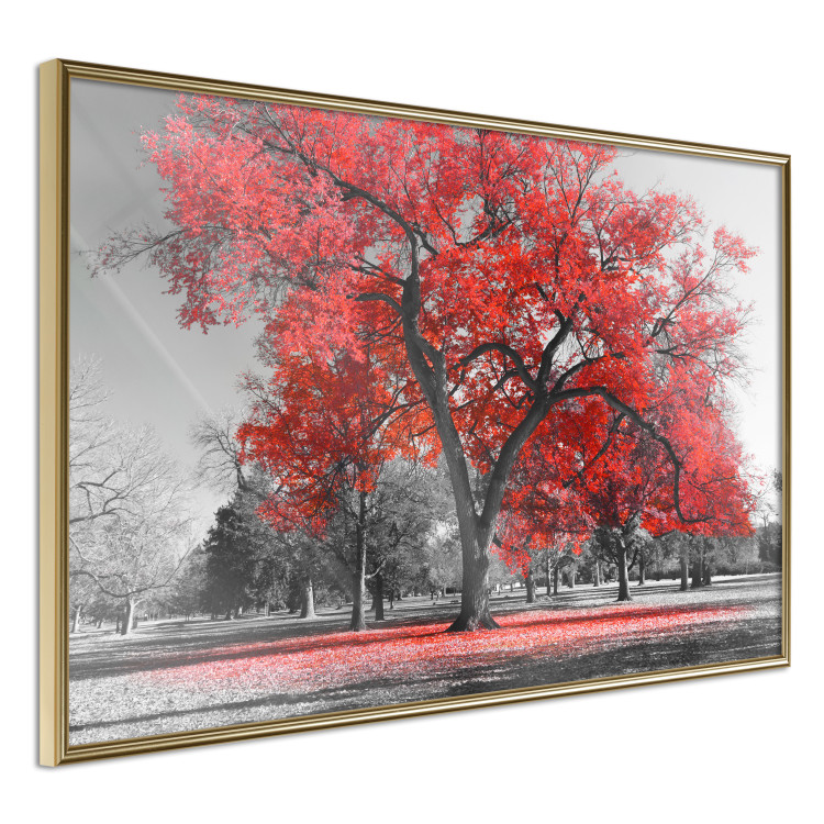 Poster Autumn in the Park (Red) - gray tree landscape with red leaves 122760 additionalImage 14